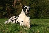 DOGUE ALLEMAND 885